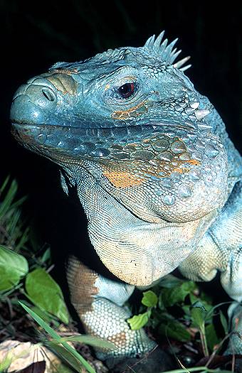 PlanetBye: Blue Iguana