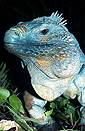 Cayman Blue Iguana (Cyclura nubila lewisi) Cayman Island.