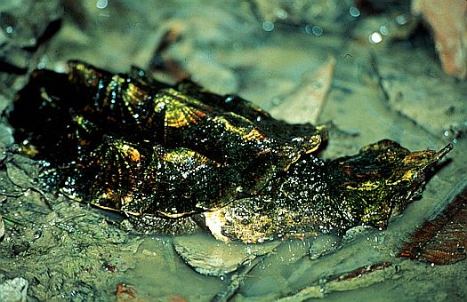 Matamata (Chelus fimbriatus), Amazonas, Colombia. Dr. Zoltan Takacs.