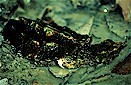 Matamata (Chelus fimbriatus), Amazonas, Colombia