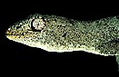Spiny tailed gecko (Diplodactylus ciliaris), Gibson Desert, Australia