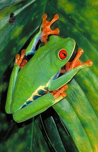 red_eye_tree_frog_Agalychnis_callidryas_32292_v340.jpg