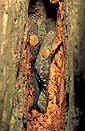 Tokay gecko (Gekko gecko).