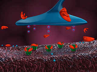 Cobra neurotoxins bind to human receptor causing muscle paralysis.