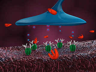 Cobra neurotoxin binding is pevented by sugar in the cobra.