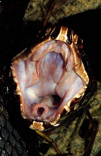 Cottonmouth (Agkistrodon piscivorus), Cypress swamp, Florida, USA. Dr. Zoltan Takacs.