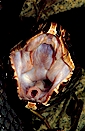 Cottonmouth (Agkistrodon piscivorus), Cypress swamp, Florida, USA