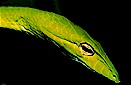 Oriental whip snake (Ahaetulla prasina), Singapore