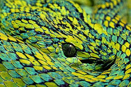 March's palm-pitviper (Bothriechis marchii), southeast Guatemala. Dr. Zoltan Takacs.