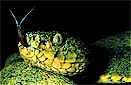 Two-striped forest-pitviper (Bothriopsis bilineata), northeast Ecuador