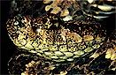 Speckled forest-pitviper (Bothriopsis taeniata), northeast Ecuador