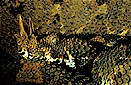 Rhinoceros viper (Bitis nasicornis), Uganda-Zaire border