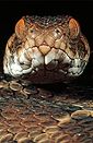 Saw scaled viper (Echis pyramidum), northern Kenya