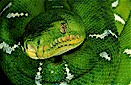 Emerald tree boa (Corallus caninus), northeast Ecaudor