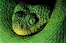 Bush viper (Atheris chloroechis)