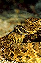 Mojave rattlesanke (Crotalus scutulatus), Mojave desert, California, USA