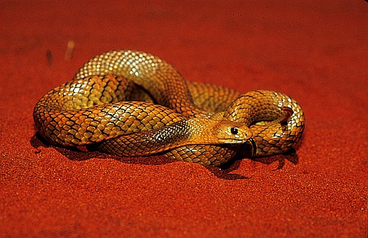 Gwardar (Pseudonaja nuchalis), Gibson desert, Australia. Dr. Zoltan Takacs.