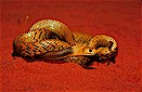 Gwardar (Pseudonaja nuchalis), Gibson desert, Australia