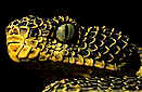 Mount Kenya bush viper (Atheris desaixi), Kenya
