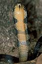 King cobra (Ophiophagus hannah)