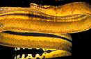 Pelagic sea snakes (Pelamis platurus) off Costa Rica's Pacific coast.