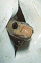 Taipan