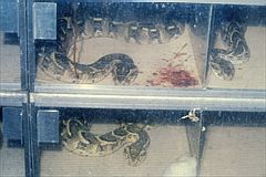 Vipers (Bitis arietans and Daboia russelli).