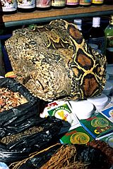 21746_160.jpg (19678 bytes)