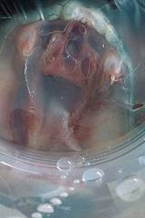 Venom extraction ("milking").