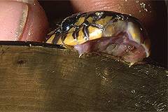Banded krait (Bungarus fasciatus).