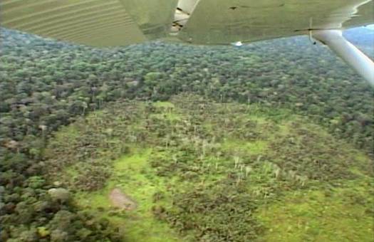  Aerial survey of the Lobeke National Park in southeast Cameroon. Dr. Zoltan Takacs.
